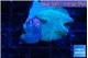 Discosoma avatar deep blue 2 polyps WYSIWYG acclimaté