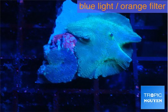 Discosoma avatar deep blue 2 polyps WYSIWYG acclimaté