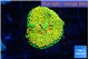 Ricordea floridae orange 1 polyp WYSIWYG acclimaté