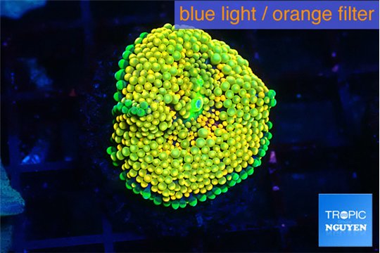 Ricordea floridae orange 1 polyp WYSIWYG acclimaté
