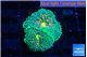 Ricordea floridae green orange spot 2 polyps WYSIWYG acclimaté