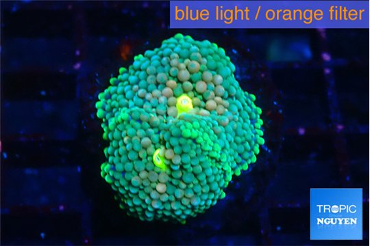 Ricordea floridae green orange spot 2 polyps WYSIWYG acclimaté