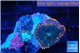 Rhodactis flash burn 1 polyp WYSIWYG acclimaté