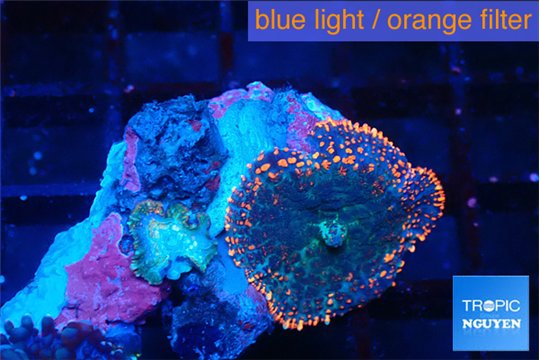 Rhodactis flash burn 1 polyp WYSIWYG acclimaté