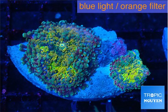 Ricordea gold mine 2 polyps WYSIWYG acclimaté