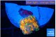 Ricordea yuma solar eruption 1 polyp WYSIWYG acclimaté