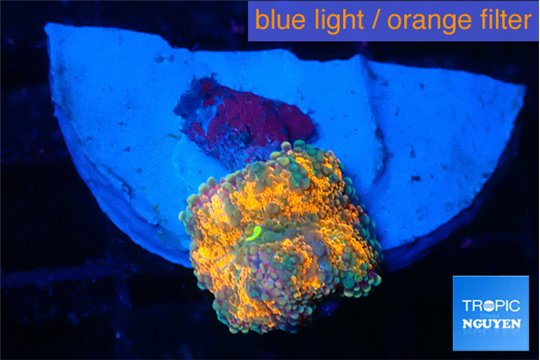 Ricordea yuma solar eruption 1 polyp WYSIWYG acclimaté