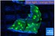 Echinopora green golden spot 2-4 cm WYSIWYG acclimaté