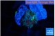Ricordea yuma red green 1 polyp WYSIWYG acclimaté