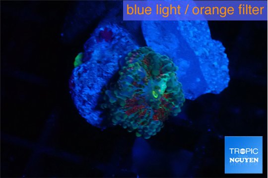 Ricordea yuma red green 1 polyp WYSIWYG acclimaté