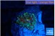 Ricordea yuma red green 1 polyp WYSIWYG acclimaté