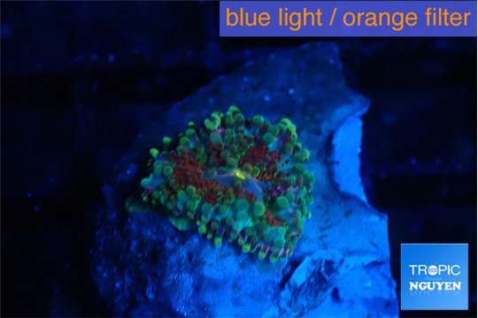Ricordea yuma red green 1 polyp WYSIWYG acclimaté