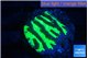 Merulina neon green petetin 2-3 cm WYSIWYG acclimaté