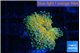 Ricordea yuma solar eruption 1 polyp WYSIWYG acclimaté