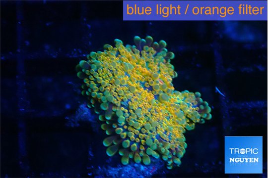 Ricordea yuma solar eruption 1 polyp WYSIWYG acclimaté
