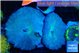 Discosoma avatar deep blue 3 polyps WYSIWYG acclimaté