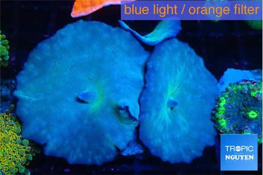 Discosoma avatar deep blue 3 polyps WYSIWYG acclimaté