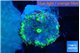 Ricordea yuma UFO 1 polyp WYSIWYG acclimaté
