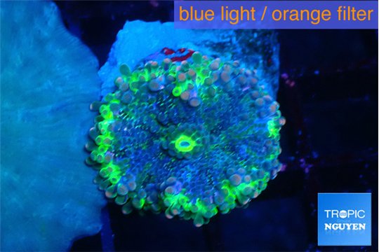Ricordea yuma UFO 1 polyp WYSIWYG acclimaté