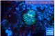 Rhodactis purple Tonga small polyp 1 polyp WYSIWYG acclimaté