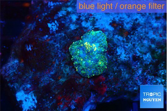 Rhodactis purple Tonga small polyp 1 polyp WYSIWYG acclimaté
