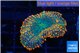 Rhodactis orange green premium 1 polyp WYSIWYG acclimaté