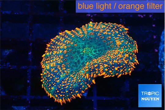 Rhodactis orange green premium 1 polyp WYSIWYG acclimaté