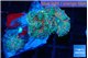 Ricordea yuma rainbow 3 polyps WYSIWYG acclimaté