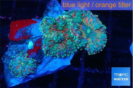 Ricordea yuma rainbow 3 polyps WYSIWYG acclimaté