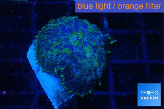 Rhodactis purple Tonga 1 polyp WYSIWYG acclimaté