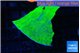 Montipora green cap 3-4 cm WYSIWYG acclimaté