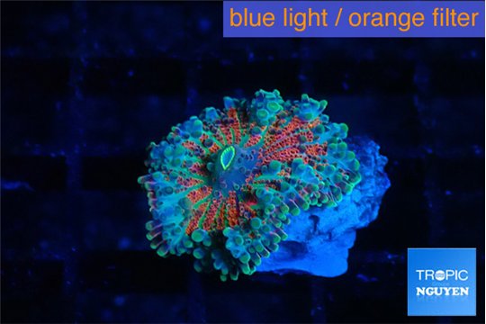Ricordea yuma rainbow small polyp 1 polyp WYSIWYG acclimaté