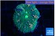 Ricordea floridae green & mango spot 1 polyp WYSIWYG acclimaté