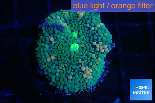 Ricordea floridae green & mango spot 1 polyp WYSIWYG acclimaté