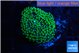 Ricordea floridae green 1 polyp WYSIWYG acclimaté