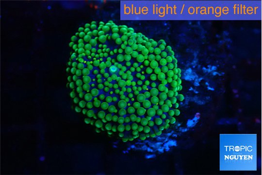 Ricordea floridae green 1 polyp WYSIWYG acclimaté