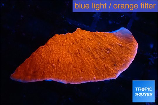 Montipora red cap 3-4 cm WYSIWYG acclimaté
