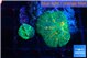 Rhodactis green & orange 2 polyps WYSIWYG acclimaté