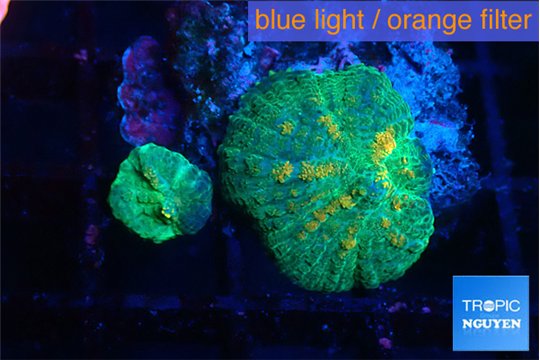 Rhodactis green & orange 2 polyps WYSIWYG acclimaté