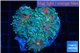 Ricordea yuma red green 3 polyps WYSIWYG acclimaté