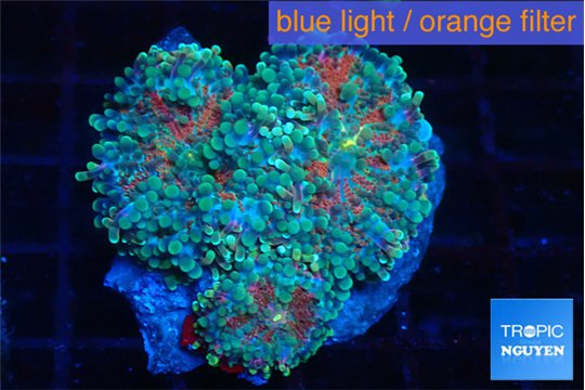 Ricordea yuma red green 3 polyps WYSIWYG acclimaté