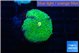 Ricordea floridae green golden 1 polyp WYSIWYG acclimaté