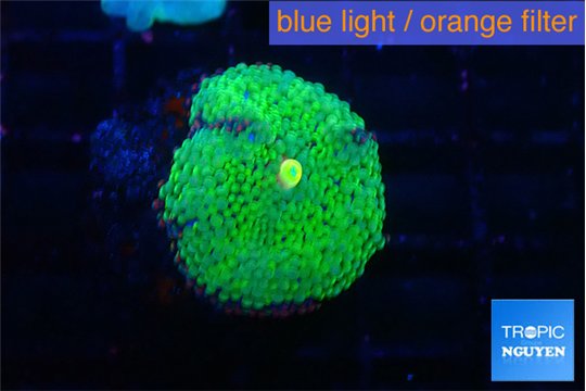 Ricordea floridae green golden 1 polyp WYSIWYG acclimaté