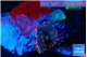 Rhodactis red blue 1 polyp WYSIWYG acclimaté