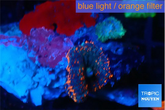 Rhodactis red blue 1 polyp WYSIWYG acclimaté