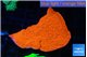Montipora red cap 3-4 cm WYSIWYG acclimaté