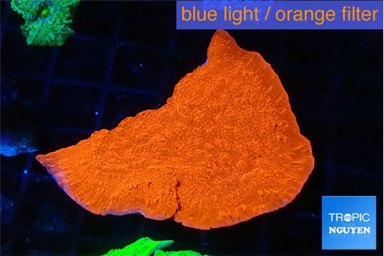 Montipora red cap 3-4 cm WYSIWYG acclimaté