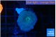 Discosoma avatar deep blue 1 polyp WYSIWYG acclimaté