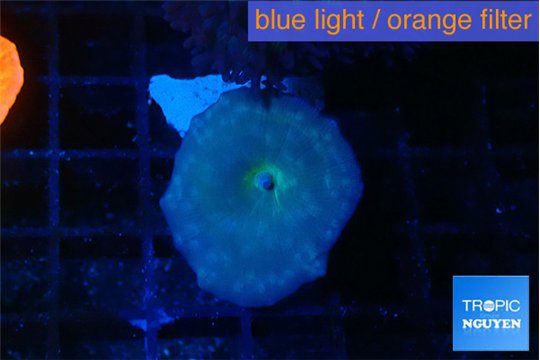 Discosoma avatar deep blue 1 polyp WYSIWYG acclimaté