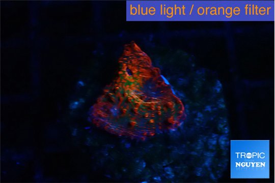 Rhodactis red blue 1 polyp WYSIWYG acclimaté